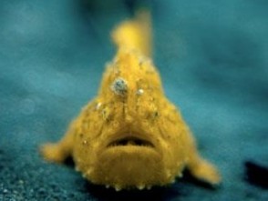 Hispid Frogfish