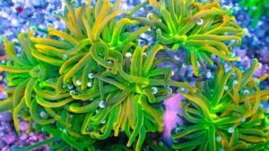 Holy Grail Torch Euphyllia