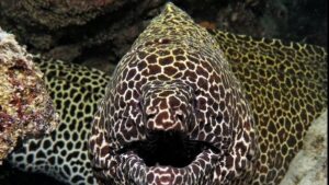 Honeycomb Moray