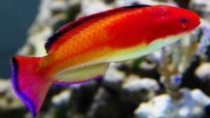 Hooded Fairy Wrasse