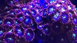 Horizon Zoas