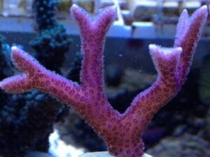 Hot Pink Birdsnest Seriatopora