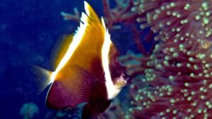 Humphead Bannerfish