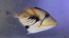 Humu Rectangle Triggerfish