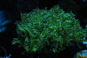 Thin Branched Euphyllia