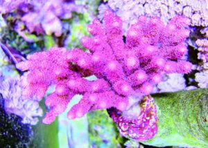 Red Planet Acropora
