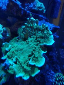 Green Montipora
