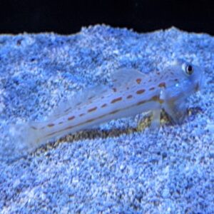 Diamond Watchman Goby