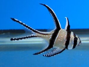 Kaudern Cardinalfish