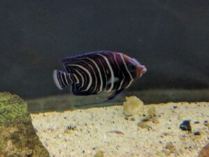 Blueface Angelfish