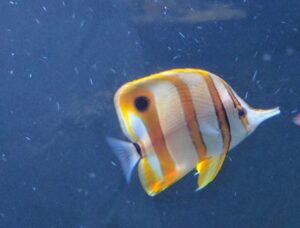 Copperband Butterflyfish