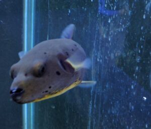 Arothron Dog Face Puffer