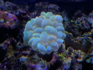 Green Bubble Coral Plerogyra