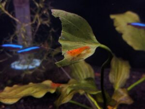 Red Cherry Shrimp