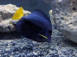 Purple Tang