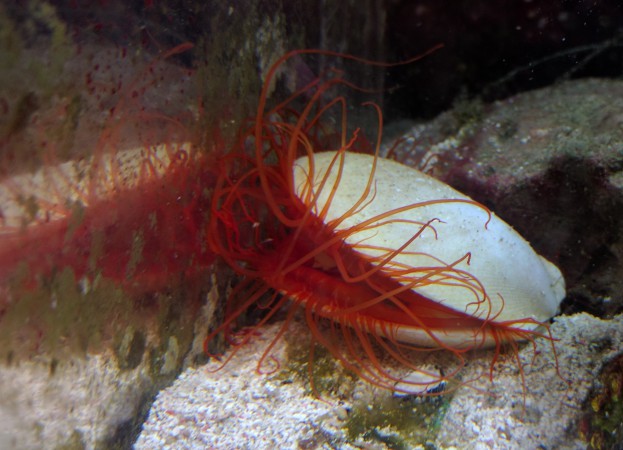 Flame Scallop