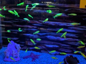 Electric Green Danios Glofish