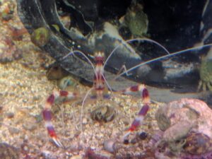 Banded Coral Shrimp