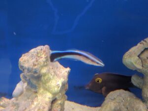 Bluestreak Cleaner Wrasse