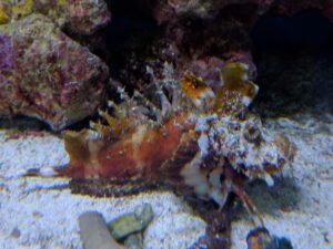 Orange Banded Stingfish