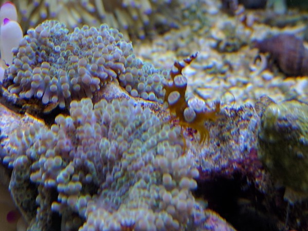 Sexy Anemone Shrimp