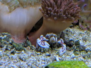 Porcelain Anemone Crab