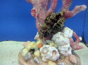 Fuzzy Dwarf Lionfish