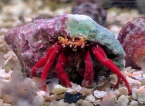 Scarlet Reef Hermit Crab