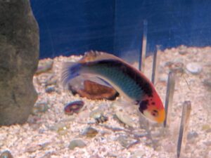 Red Head Solon Fairy Wrasse