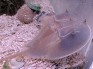 Horseshoe Crab