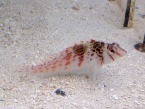 Falco Hawkfish
