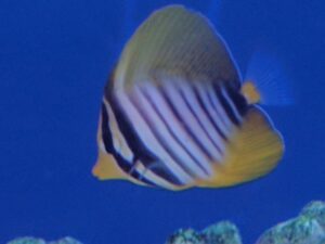 Sailfin Tang, Desjardini