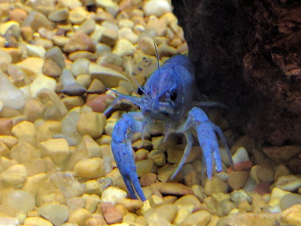 Hammers Cobalt Blue Lobster