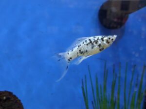 Dalmation Lyretail Molly