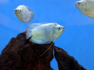 Powder Blue Dwarf Gourami
