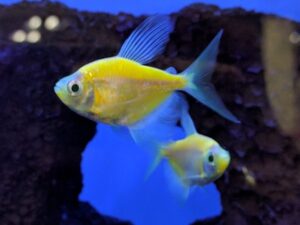 Sunburst Orange Long Fin Tetra Glofish
