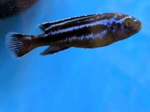 Maingano Cichlid