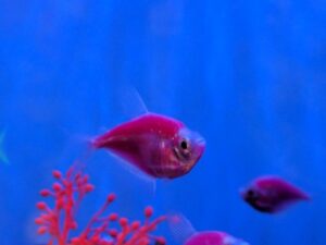 Starfire Red Tetra Glofish