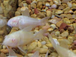 Albino Aeneus Cory Cat