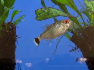 Red Eye Tetra