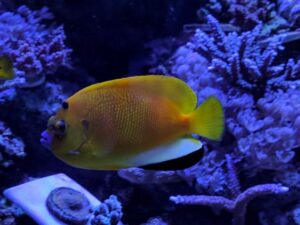 Flagfin Angelfish
