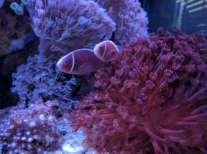 Pink Skunk Clownfish