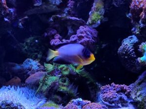 Multicolor Angelfish