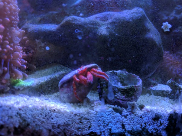 Halloween Hermit Crab