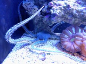 Green Brittle Sea Star