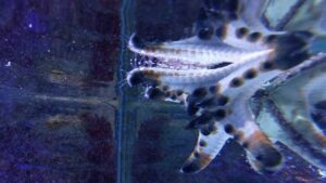 Chocolate Chip Sea Star