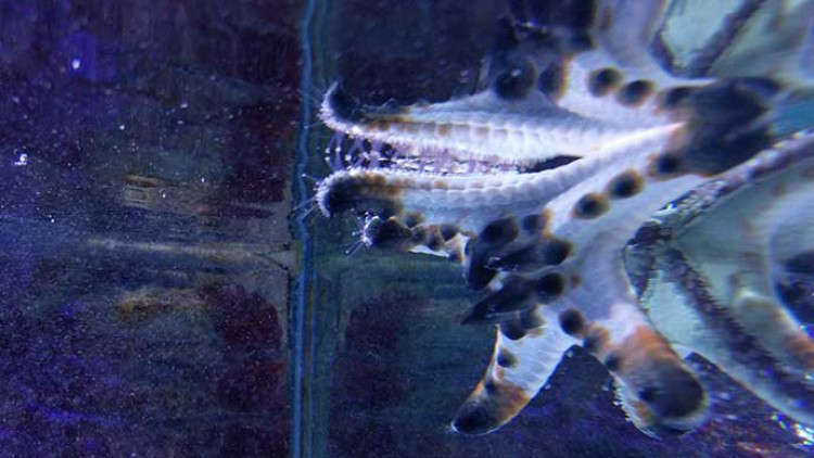 Chocolate Chip Sea Star