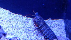 Mantis Shrimp
