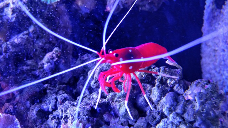 Blood Red Fire Shrimp