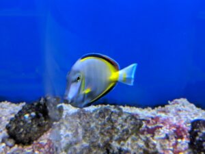 Powder Brown Tang